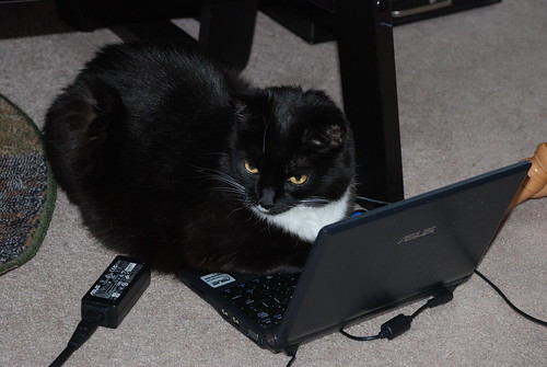 Programmer Kitty
