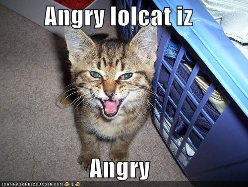 Angry lolcat is angry